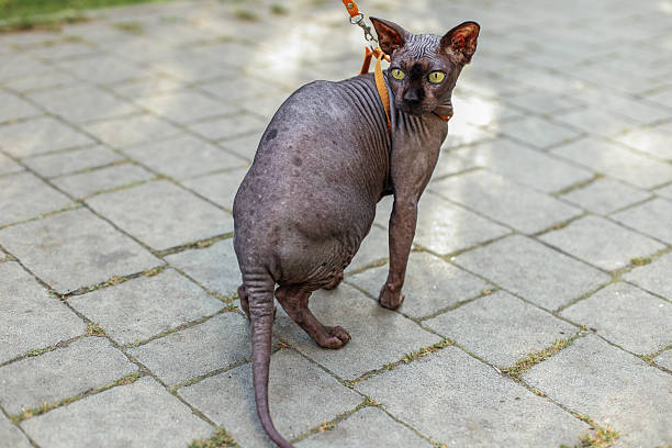 istock Hairless Sphynx Cat on Leash Looking Back Outdoors 2244298899