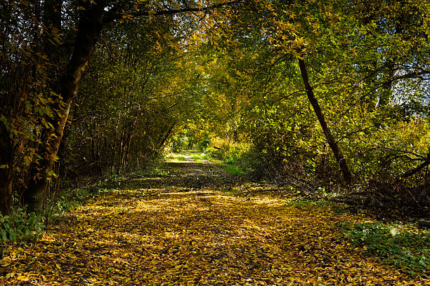 the pine forest of Santa Maria Maggiore in Piedmont