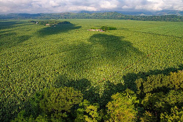 The Quirigua Archeological park is surrounded by thousands of acres of pineaple plantations in the Izabal department