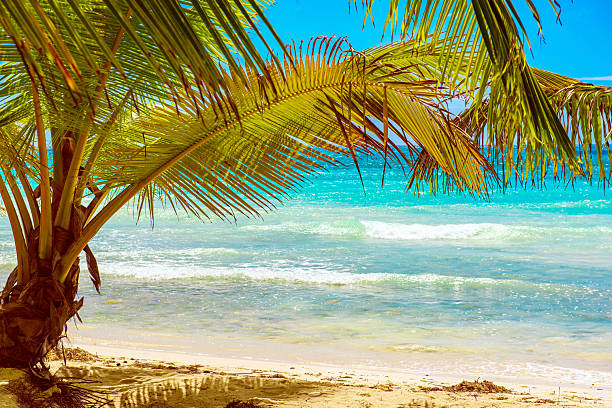Beautiful Caribbean beach on Saona island, Dominican Republic. View of tropical idyllic summer landscape with green palm trees, sea coast and white sand