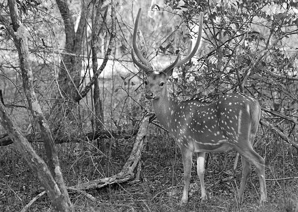 A Spotted Stag standing in the bush in Yala National Park Sri Lanka - in black and white