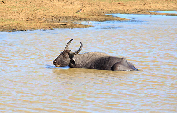 istock Wild Water Buffal wallowing in a lake 2244299842