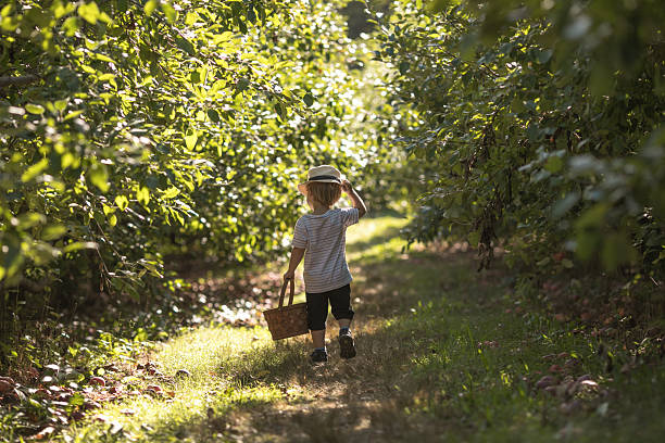 A joyful two-year-old boy runs through an apple orchard holding a basket, surrounded by sunlight and ripe apples. A beautiful moment of childhood and harvest season.