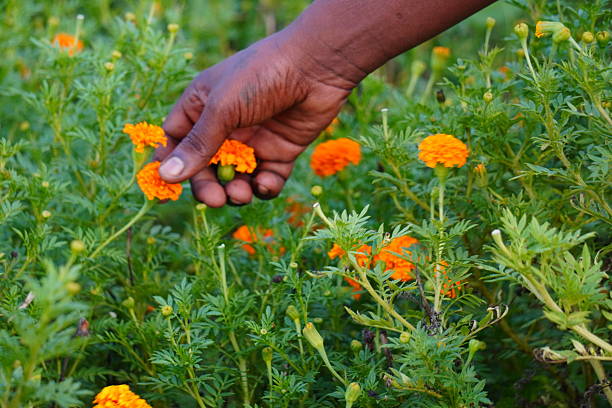 Hand Picking Orange Marigold in Blooming Garden