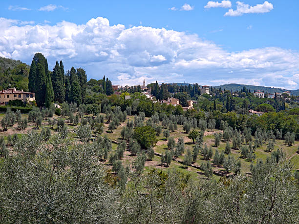 Olive trees around Settignano, a village on a hillside northeast of Florence, Italy.