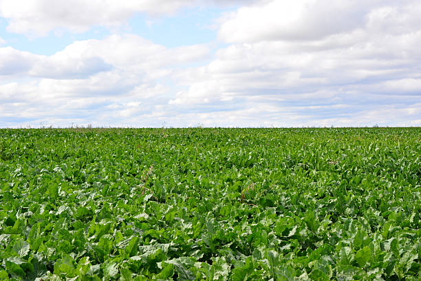 istock Expansive Green Crop Field Under a Cloudy Summer Sky wallpaper 2244304441