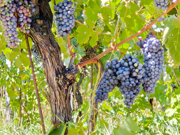 Sangiovese grape vineyard on Girone hill, Fiesole, Florence, Tuscany.