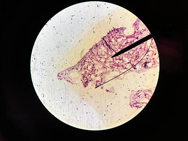 Microscopic photograph reveals the structure of a Grantia sponge (Porifera) sample, stained purple for enhanced visibility. The image, taken under high magnification, showcases the intricate network of spicules and cellular components typical of this simple multicellular organism.