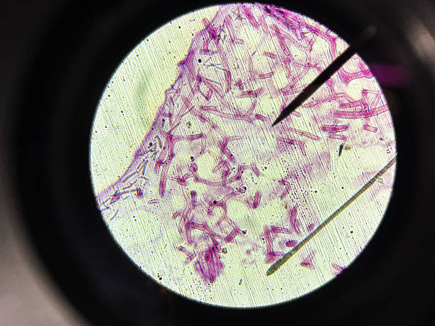 This micrograph reveals the intricate structure of Grantia sponge spicules, showcasing their needle-like morphology stained in pink. The image captures the fine details of these skeletal elements, offering a glimpse into the microscopic world of marine invertebrates, specifically porifera. The preparation shows the spicules in a microscopic field, offering a view on its structure.