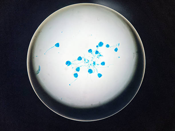 Insemination Sperm and Egg Cells. 3D Render
