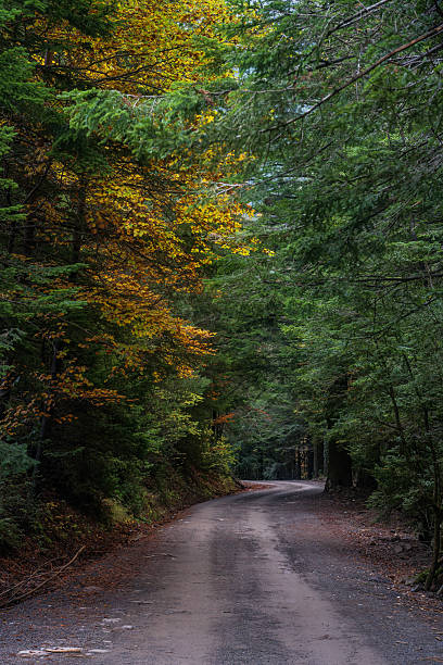 istock Winding road through a lush forest landscape in Bujariego 2244310610
