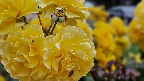 istock Rose blooming in Balboa Park 2244310810