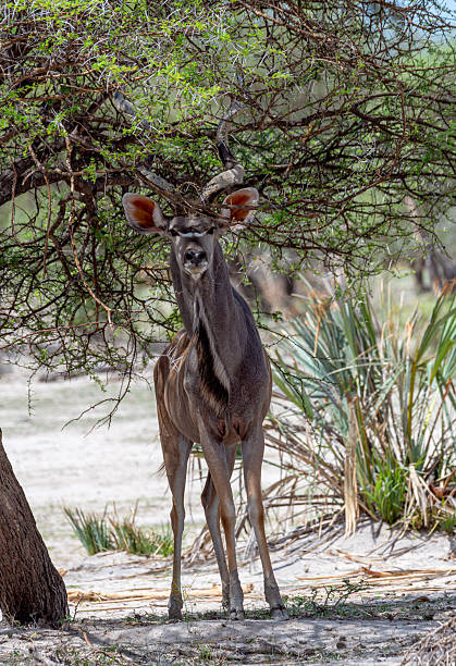istock Young male kudu, Tragelaphus strepsiceros, Namibia 2244312249