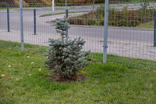 istock Young blue spruce growing in urban park 2244313769