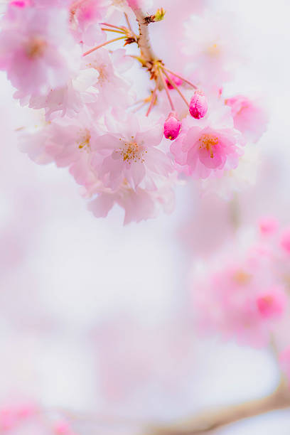 A close-up image of  cherry blossoms softly illuminated by spring light. The delicate overlapping petals create a dreamy and gentle atmosphere. Ideal for themes such as spring, nature, floral backgrounds, and seasonal design.