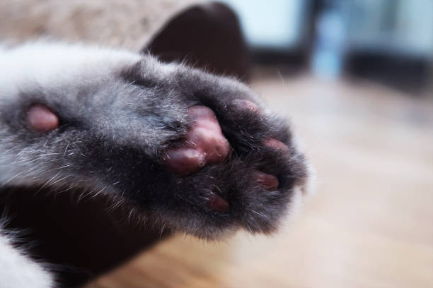 istock Cat foot with pink paw and fluffy fur 2244314691