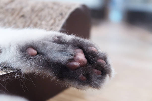 istock Cat foot with pink paw and fluffy fur 2244314741