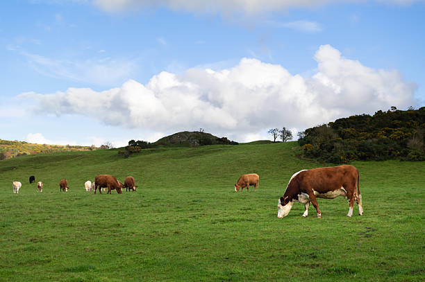 istock Small group of beef cattle grazing in a field 2244319443