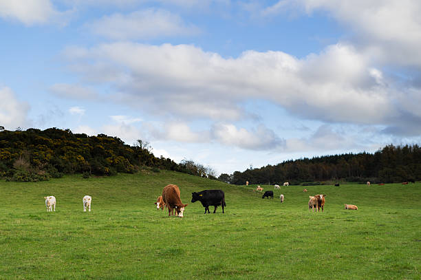 istock Small herd of beef cattle grazing in a field 2244319456