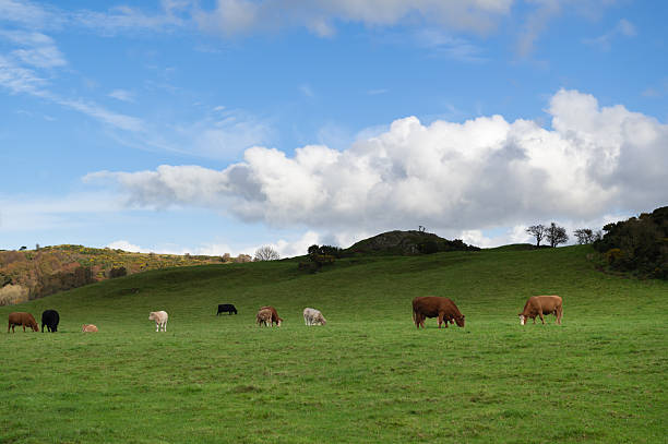 istock Group of beef cattle grazing in a field 2244319473