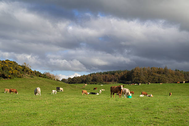 istock Large group of beef cattle grazing in a field 2244319491