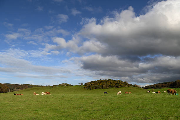 istock Large group of beef cattle grazing in a field 2244319522