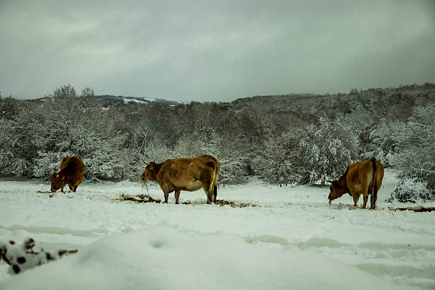A group of blond Galician cows graze in a snowy meadow surrounded by forest