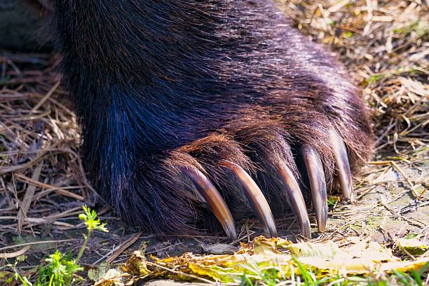 istock Close-up of a bear paw with sharp claws. 2244323038