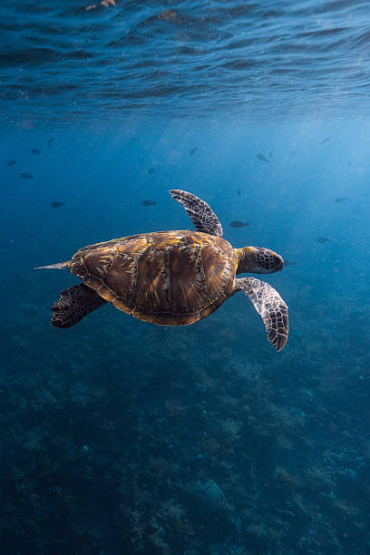 istock Sea turtle glides in blue ocean. Turtle swim underwater 2244323495