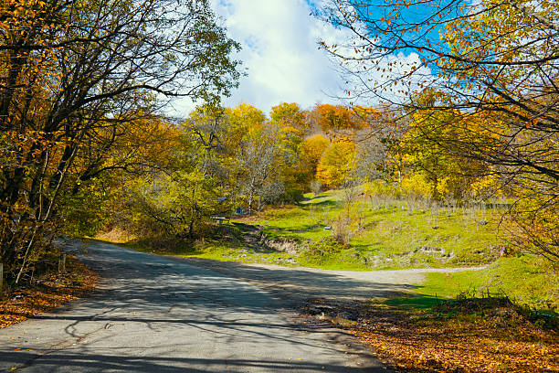 A road with trees on both sides and a path in the middle. The road is empty and the trees are full of leaves