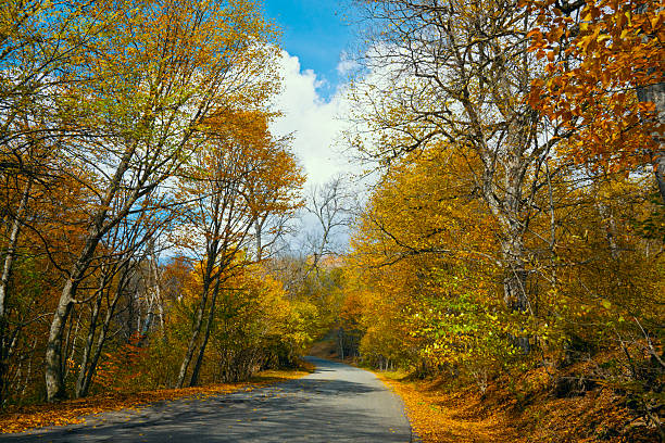 A road with trees on both sides and a clear blue sky. The trees are full of leaves and the leaves are falling