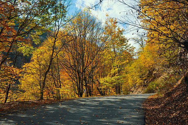 istock A road with trees on both sides and leaves on the ground 2244324907
