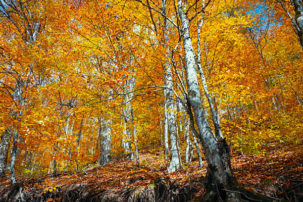 A forest with trees that are full of yellow leaves. The trees are tall and the leaves are bright and vibrant. Scene is peaceful and serene, as the trees are in full bloom