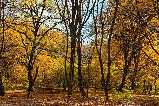 A forest with trees in autumn colors. The trees are tall and leafy. There is a bench in the middle of the forest