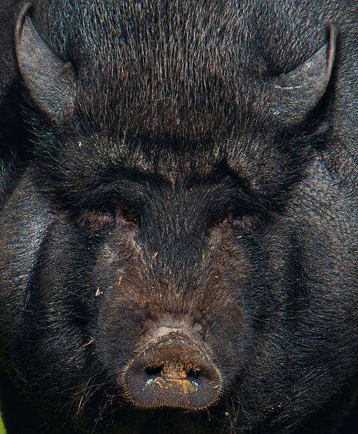 A close up of a pig's face with its eyes closed. The pig's face is black and has a large, pointed nose