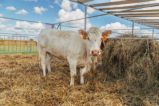 istock White cows in the corral close up. Agricultural Exhibition. 2244325641