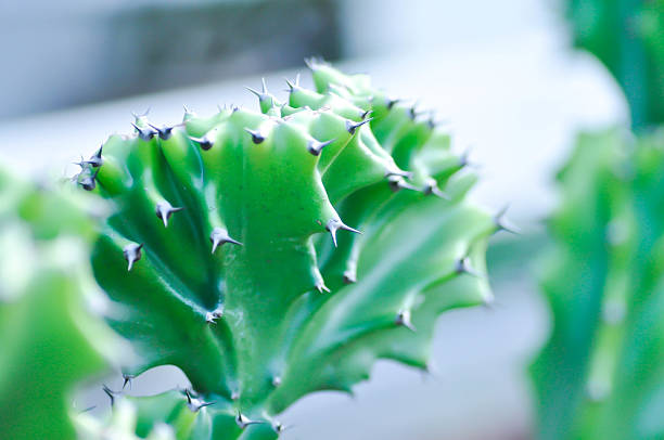 Euphorbia Lactea Cristata,  Euphorbia Lactea F Cristata or Euphorbia lactea or succulent plant