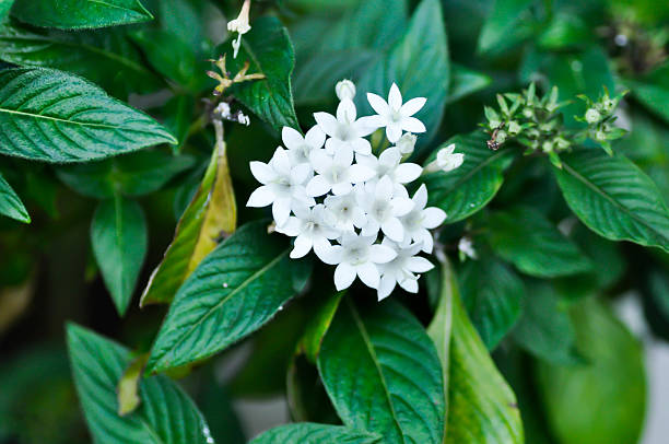 White chrysanthemum in a black background.