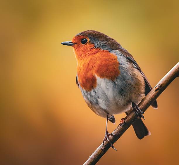 European robin on a branch with autumn hues.
