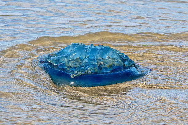 The coast of the North Sea. A jellyfish lies in calm water at low tide, surrounded by sand patterns and soft light