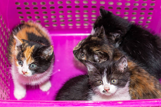 istock A close-up of four different kittens sitting in a bright pink plastic basket 2244329228