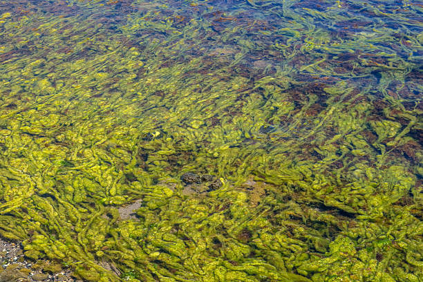 istock Close-up view of green algae floating underwater. 2244329614
