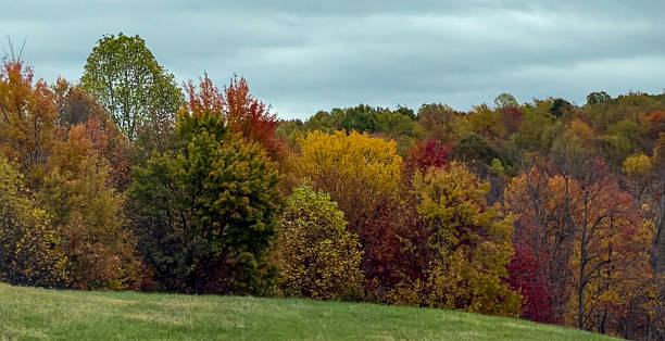 istock Vibrant Autumn Forest Edge with Green Meadow Under Cloudy Sky 2244331033