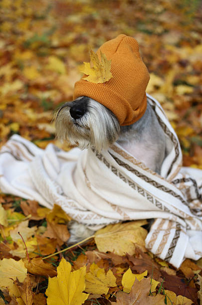 istock A gray schnauzer wearing a yellow hat 2244332632