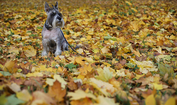 istock A grey schnauzer sits in a park 2244332654
