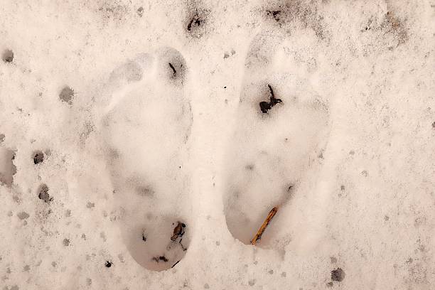 Barefoot child footprints in soft snow, symbolizing innocence, cold winter, and discovery. Perfect for themes of childhood, environment, solitude, resilience, and emotional storytelling.