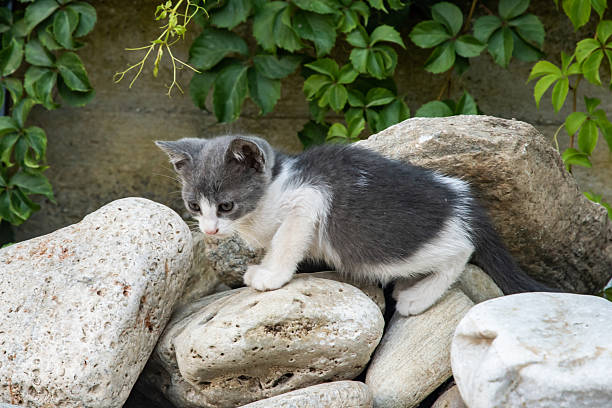 Beautiful stray kitten is resting on the street.