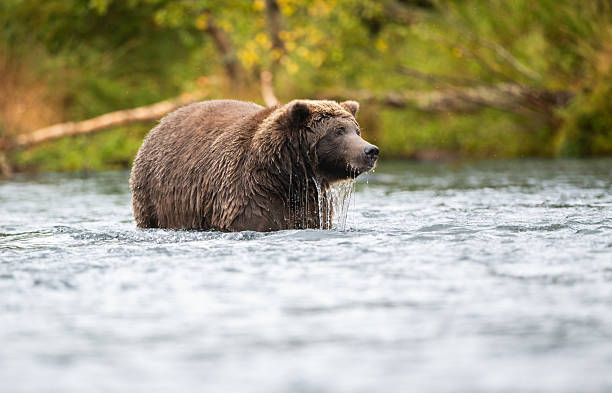 istock Alaskan brown bear standing in Brooks River 2244336588