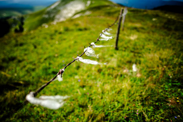 Close-up of barbed wire with tufts of white wool in a green alpine pasture, Asiago, Italy. Symbolic rural scene blending nature and agriculture.