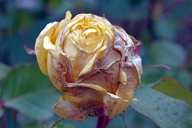 A rose flower in October, in cloudy weather, carries a special, fragile charm that contrasts with the general withering of nature. It looks especially fragile and vulnerable among fallen leaves and wilting plants. Rose petals - whether they are soft pink, bright scarlet or cream - appear satiny and moist from autumn dew or drizzle. The absence of bright sun makes their color incredibly deep, rich, and velvety.